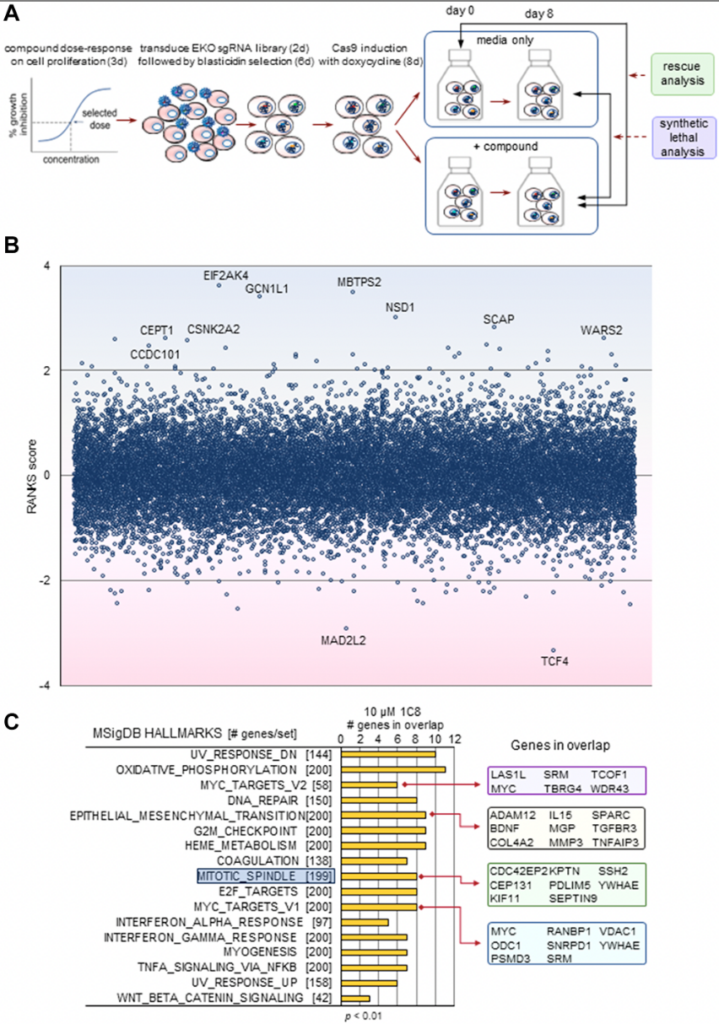 Figure 1: The CRISPR-based chemogenomic screen with 1C8. (A) Schematic overview of whole genome pooled CRISPR screens carried out with the NALM-6 cell line. (B) CRISPR screen RANKS scores for 1C8. Positive scores and blue shading indicate a drug-resistant (rescue) phenotype while negative scores and pink shading indicate a drug-sensitive (synthetic lethal) phenotype. Genes with scores greater than 1 or less than -1 are shown. Labelled genes indicate significant hits (FDR < 0.05). (C) The most significantly enriched Gene Ontology terms in the top 250 genes of the highest and 250 genes of the lowest RANK score were selected to identify subset of highest impact genes in the MSigDB hallmarks gene sets (GSEA).