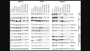 Figure 5: Effects of drugs on the levels of various proteins involved in DNA repair/DNA damage response.