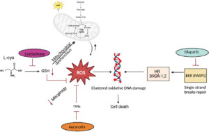Starving Cancer Cells to Enhance DNA Damage and Immunotherapy Response