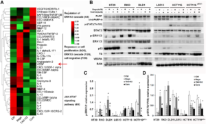 Figure 5: TAS102 in combination with regorafenib inhibits ERK1/2 and STAT3 signaling.