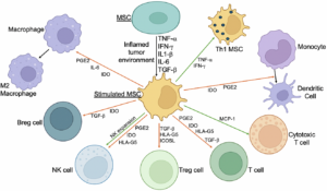 Mesenchymal Stem Cells in Cancer Immunotherapy: Promises and Challenges