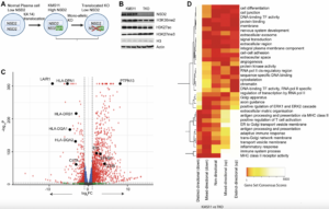 NSD2 Gene Drives Cancer Cell Identity in Multiple Myeloma