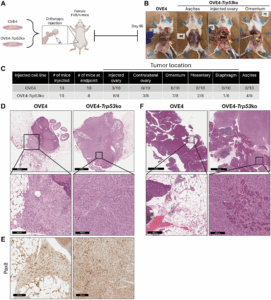 Loss of Trp53 Gene Promotes Tumor Growth and Immune Suppression in Ovarian Cancer
