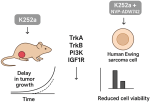 Trk and IGF1R-Related Signaling Linked to Delayed Ewing Sarcoma Growth